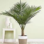 Majesty Palm Floor Plant