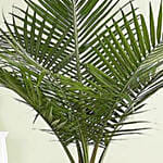Majesty Palm Floor Plant
