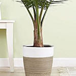 Majesty Palm Floor Plant