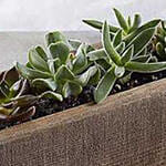 Mini Trough Succulents