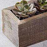 Mini Trough Succulents