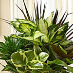 Peaceful Wishes Dish Garden