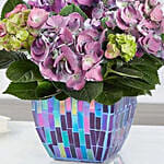 Purple Hydrangea In Mosaic Planter