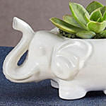 Safari Elephant Succulents