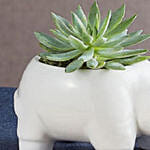 Safari Rhino Succulents
