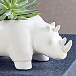 Safari Rhino Succulents