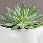 Safari Rhino Succulents