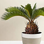 Sago Palm Plant