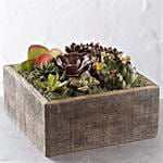 Succulent Centerpiece