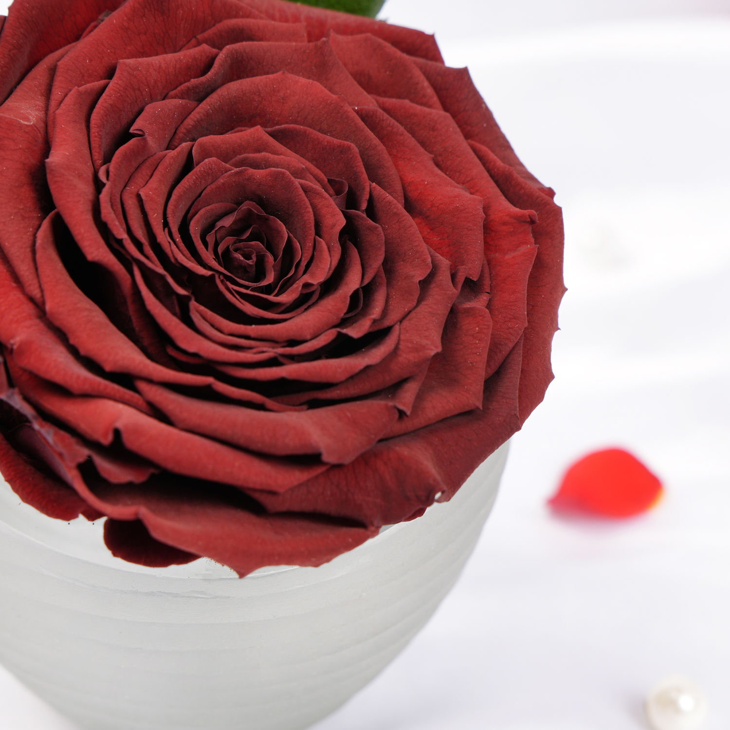 Large Rde Order Large Dark Red Preserved Rose in Premium Base Online | Same-Day ...